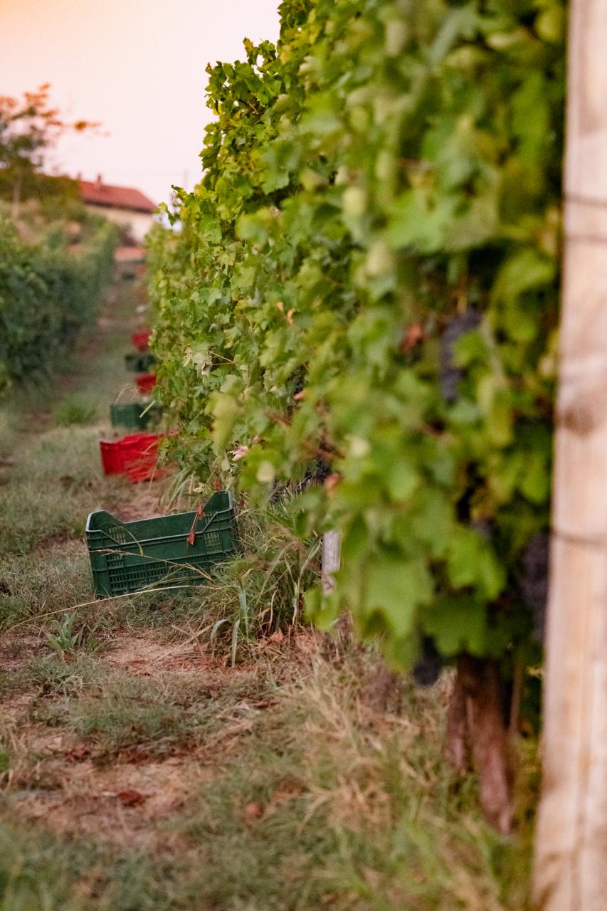 Montebruna: 25 vintages, one vineyard, one story