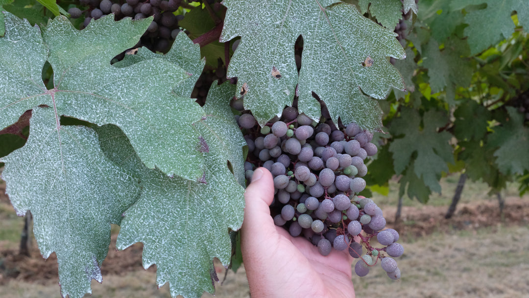 Corteforte - The Beating Heart of Valpolicella